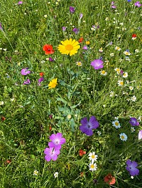 Wildflower Meadow Native to the UK