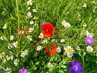 Native Wild Flowers