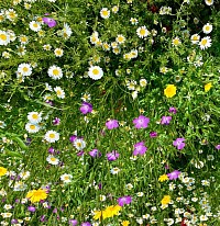 Native Wildflowers